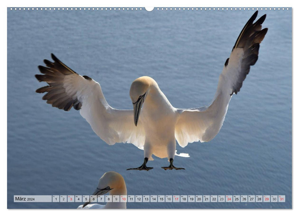 Beautiful Northern Gannets (CALVENDO Premium Wall Calendar 2024) 