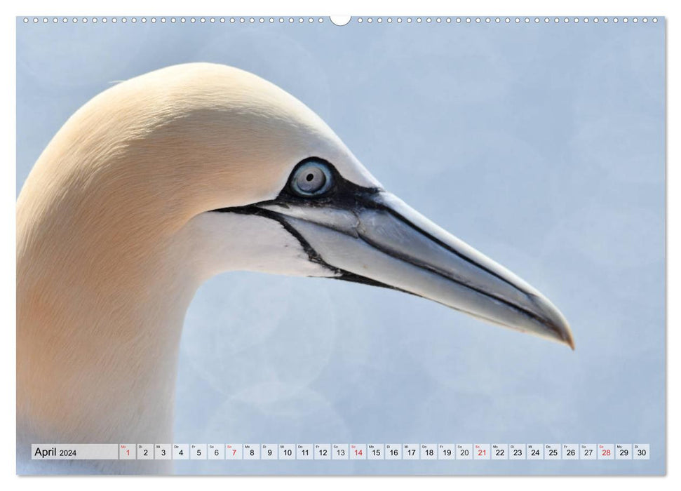 Beautiful Northern Gannets (CALVENDO Premium Wall Calendar 2024) 