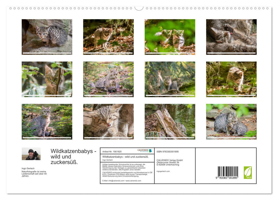 Wildkatzenbabys - wild und zuckersüß. (CALVENDO Premium Wandkalender 2024)