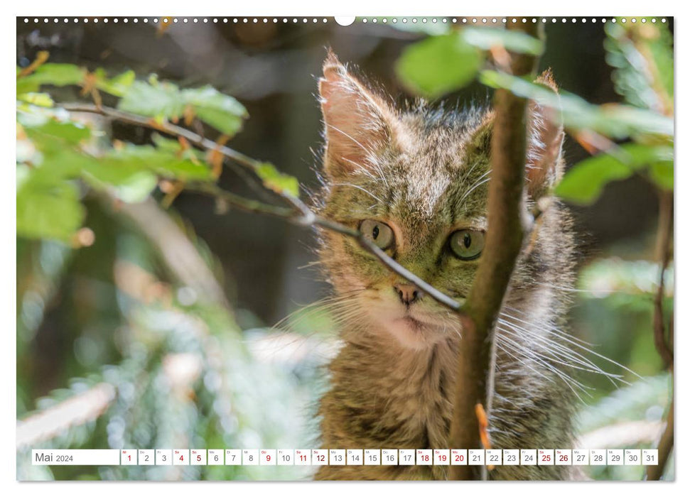 Wild cat babies - wild and sweet. (CALVENDO Premium Wall Calendar 2024) 