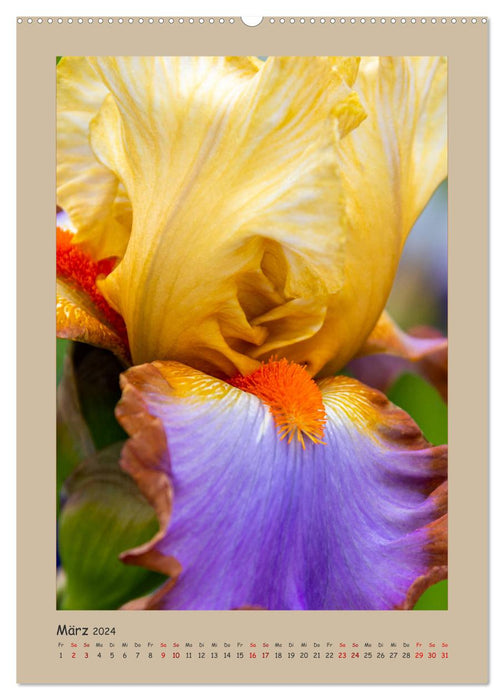 Magical Iris (CALVENDO Wall Calendar 2024) 