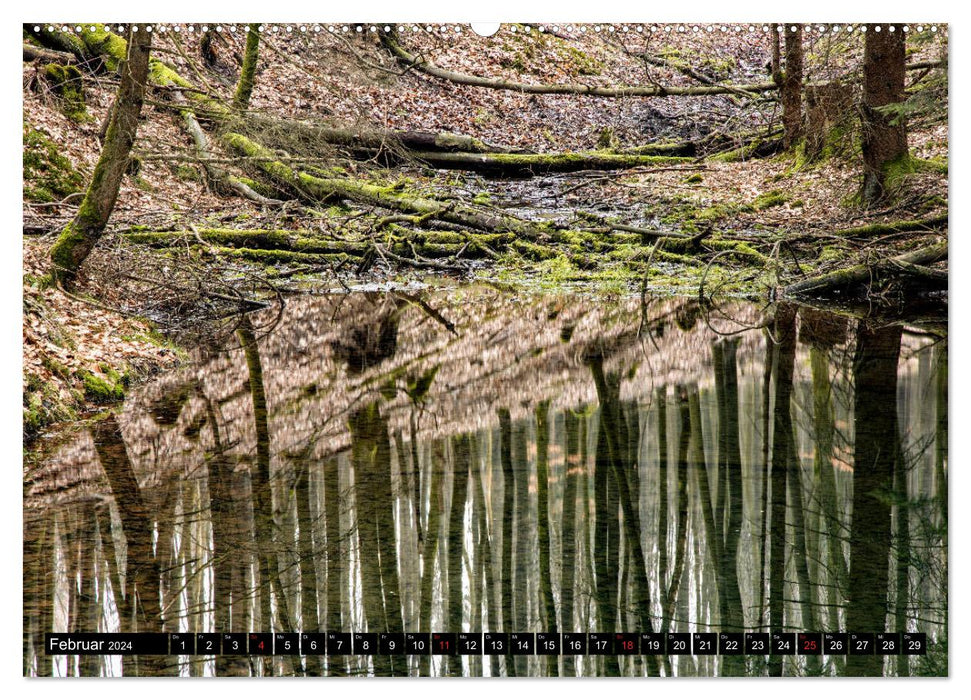 Arnsberg Forest (CALVENDO Premium Wall Calendar 2024) 