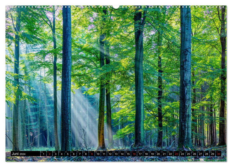 Arnsberger Wald (CALVENDO Premium Wandkalender 2024)
