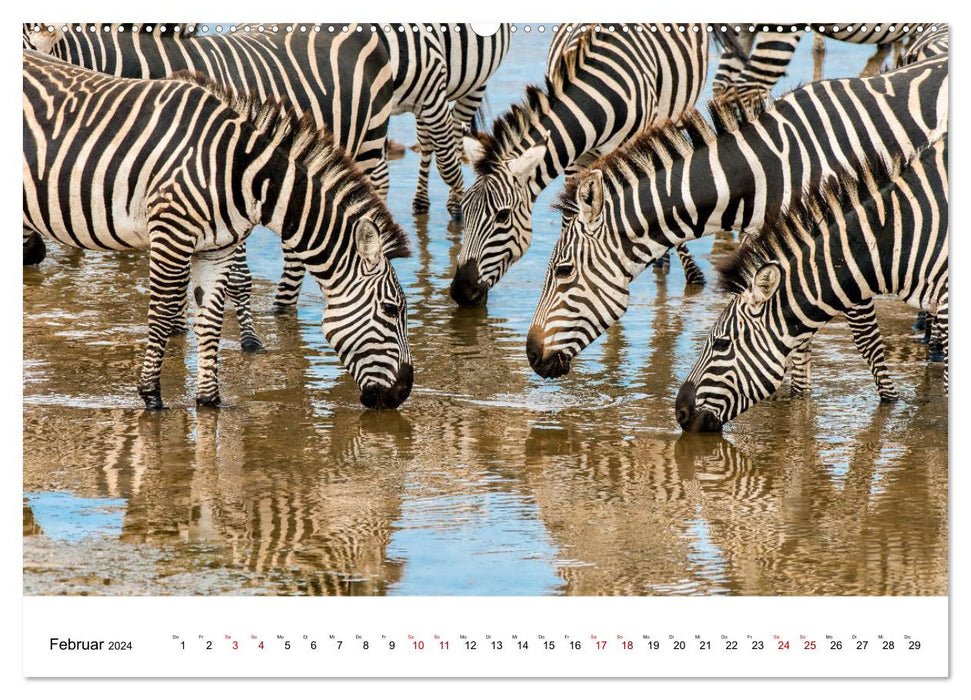 Serengeti - on the trail of a zoologist (CALVENDO Premium Wall Calendar 2024) 