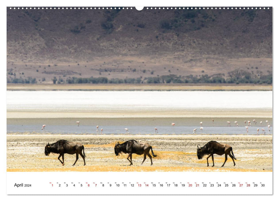 Serengeti - auf den Spuren eines Zoologen (CALVENDO Premium Wandkalender 2024)
