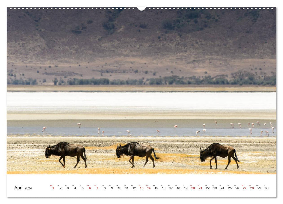 Serengeti - on the trail of a zoologist (CALVENDO Premium Wall Calendar 2024) 