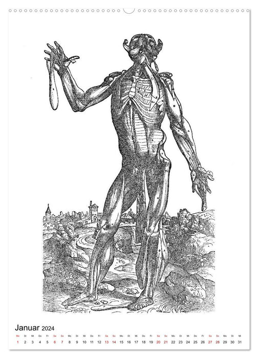 Vesalius anatomische Muskelmänner (CALVENDO Wandkalender 2024)