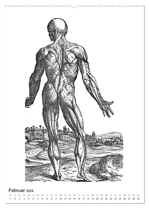 Vesalius anatomical muscle men (CALVENDO wall calendar 2024) 