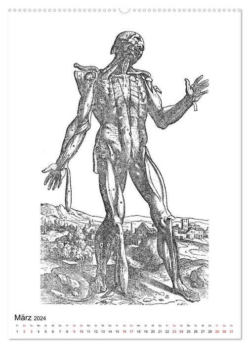 Vesalius anatomische Muskelmänner (CALVENDO Wandkalender 2024)