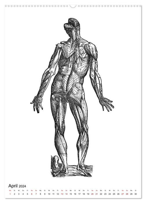 Vesalius anatomische Muskelmänner (CALVENDO Wandkalender 2024)