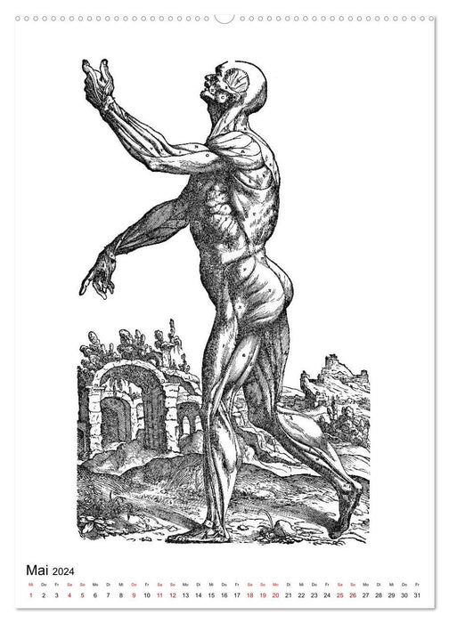 Vesalius anatomische Muskelmänner (CALVENDO Wandkalender 2024)