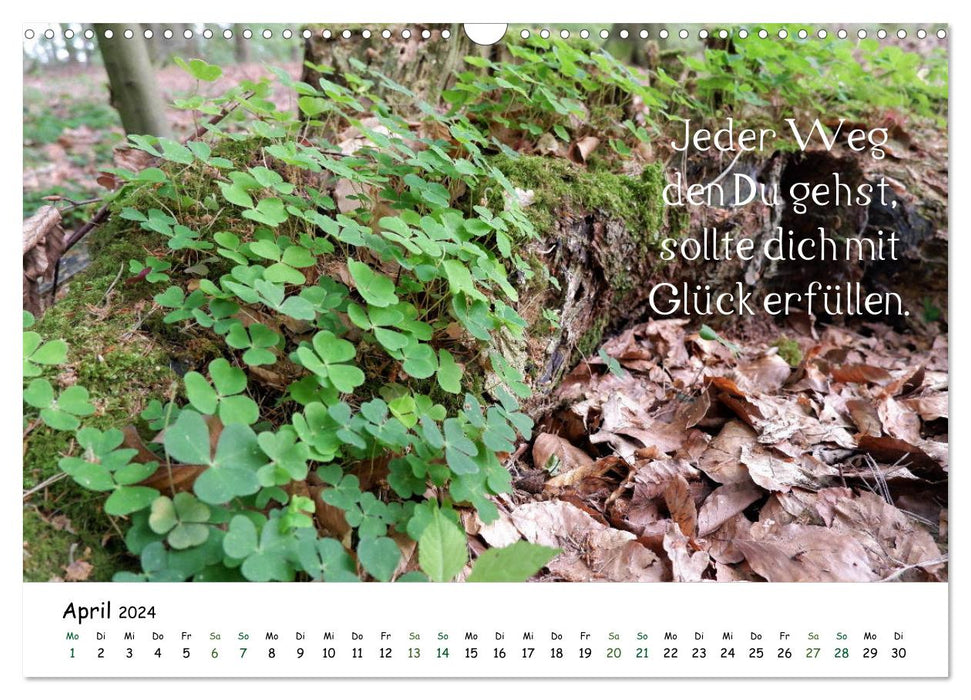 Pures Glück im Wald - Kalender 2024 (CALVENDO Wandkalender 2024)
