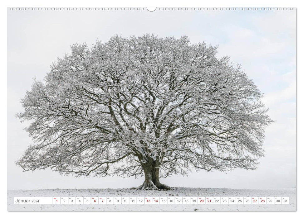 Four Seasons of the Oak. (CALVENDO Premium Wall Calendar 2024) 