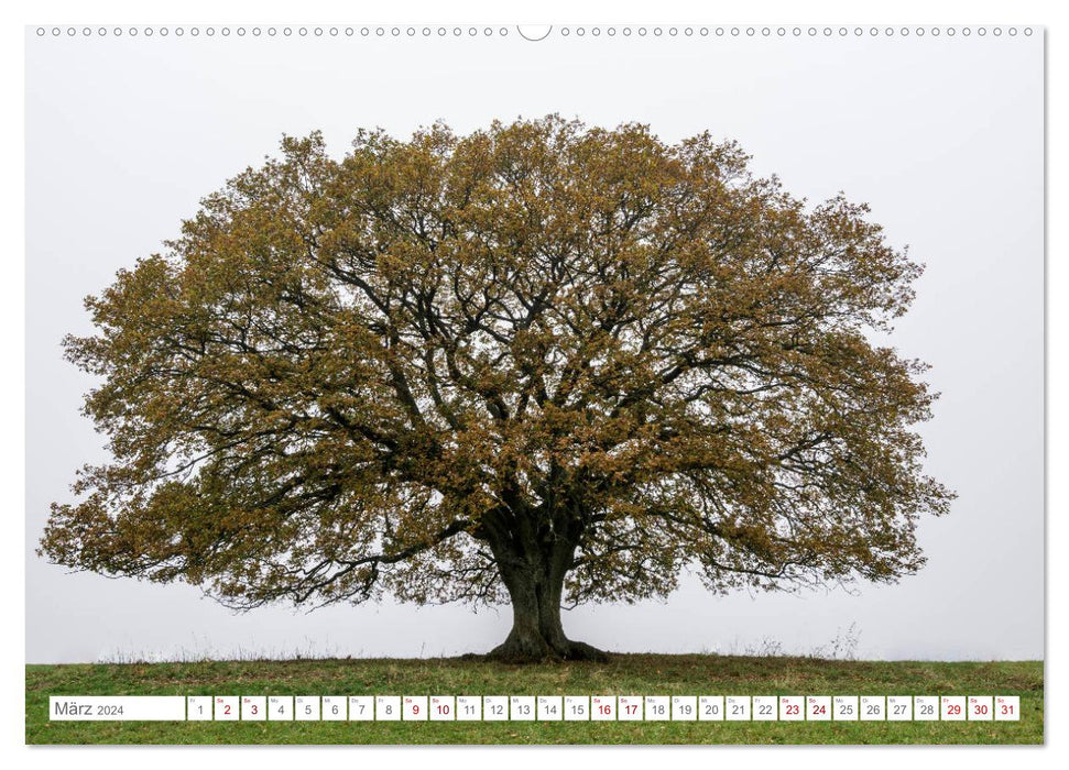 Four Seasons of the Oak. (CALVENDO Premium Wall Calendar 2024) 