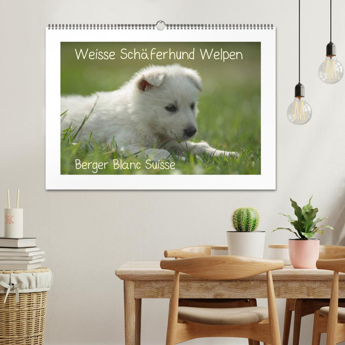 White German Shepherd Puppies - Berger Blanc Suisse (CALVENDO Wall Calendar 2024) 