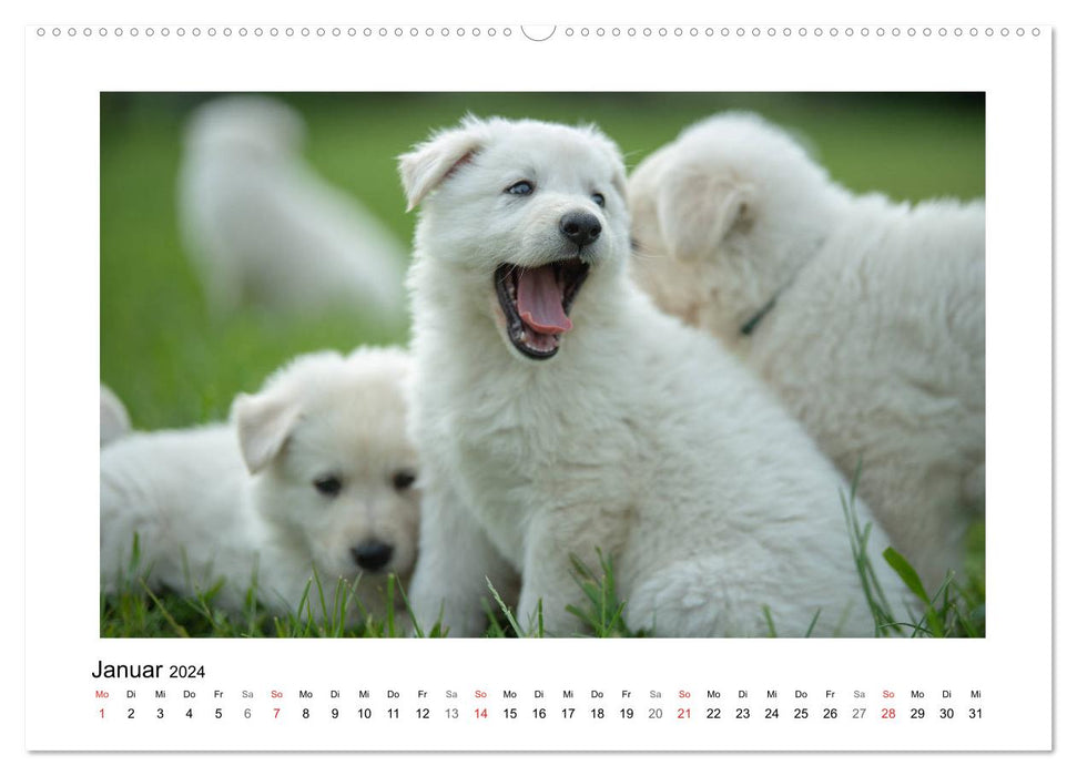 White German Shepherd Puppies - Berger Blanc Suisse (CALVENDO Wall Calendar 2024) 