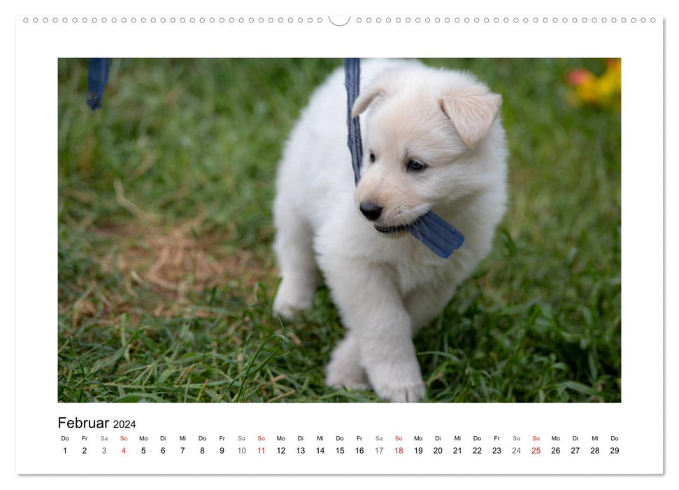 White German Shepherd Puppies - Berger Blanc Suisse (CALVENDO Wall Calendar 2024) 