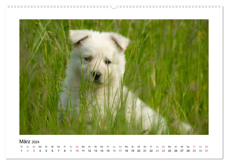 White German Shepherd Puppies - Berger Blanc Suisse (CALVENDO Wall Calendar 2024) 