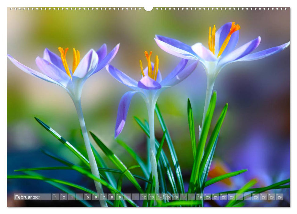Flower celebration (CALVENDO wall calendar 2024) 