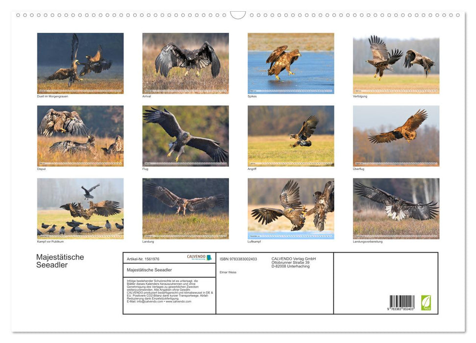 Majestic sea eagles (CALVENDO wall calendar 2024) 