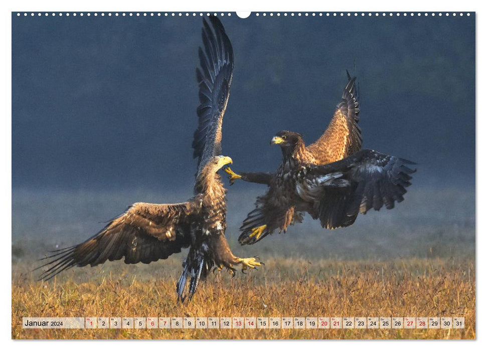 Majestic sea eagles (CALVENDO wall calendar 2024) 