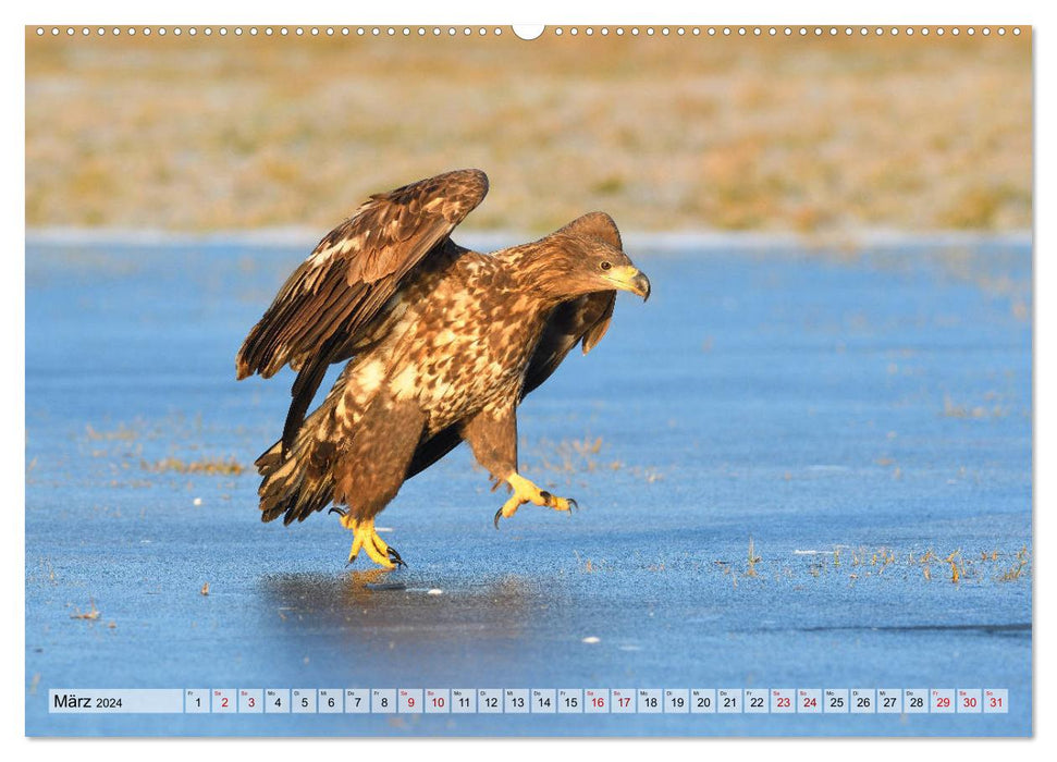 Majestic sea eagles (CALVENDO wall calendar 2024) 