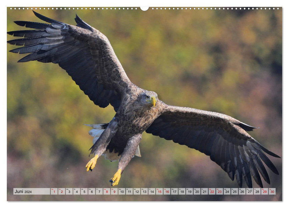 Majestic sea eagles (CALVENDO wall calendar 2024) 