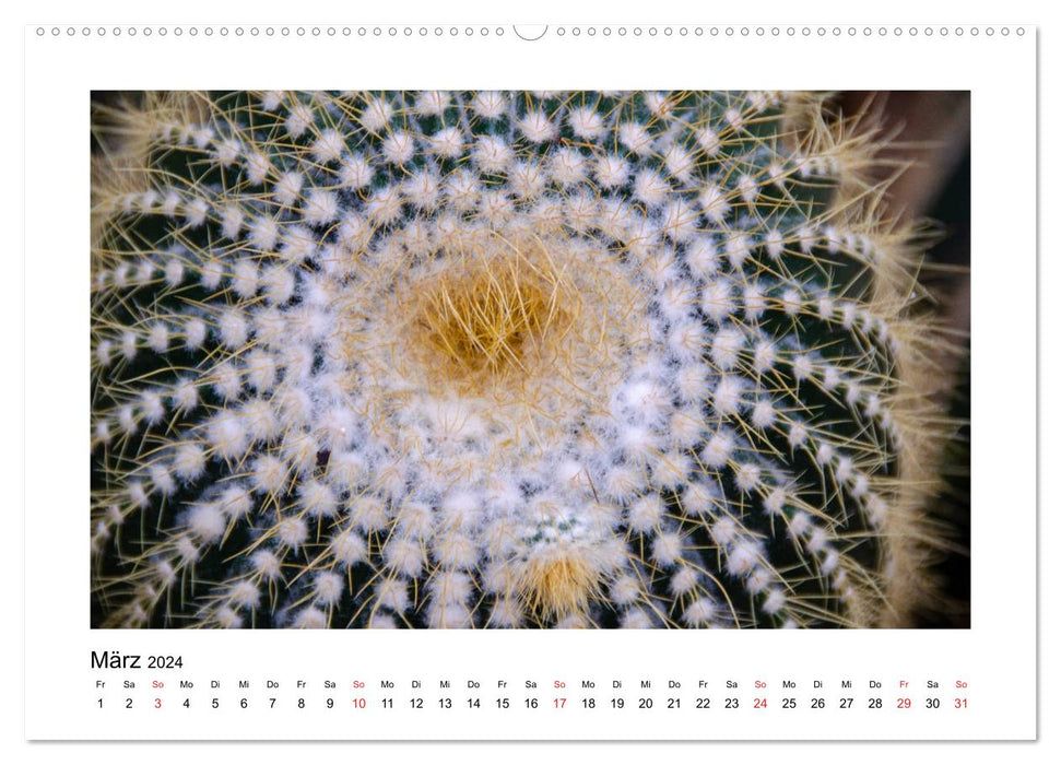 Cacti and succulents (CALVENDO wall calendar 2024) 