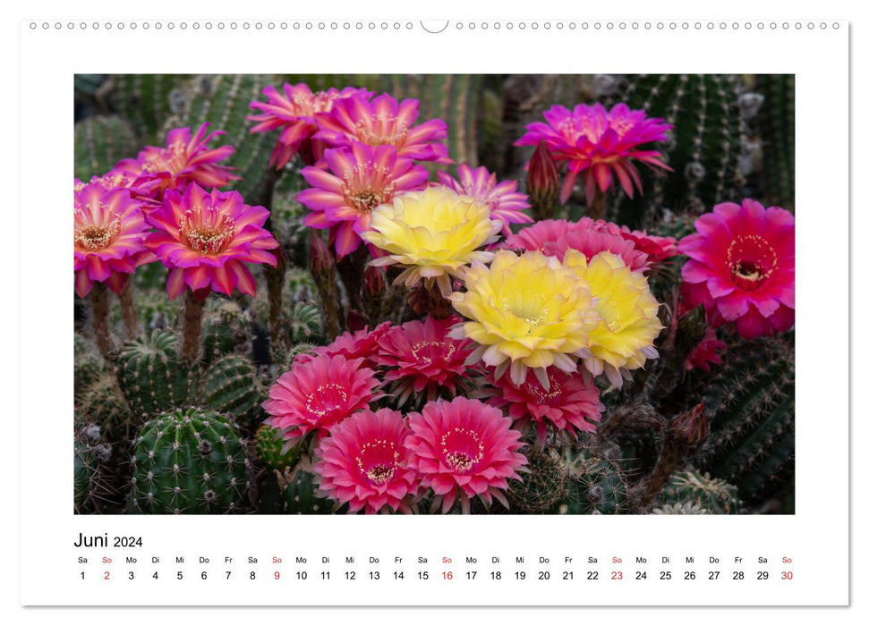 Cacti and succulents (CALVENDO wall calendar 2024) 