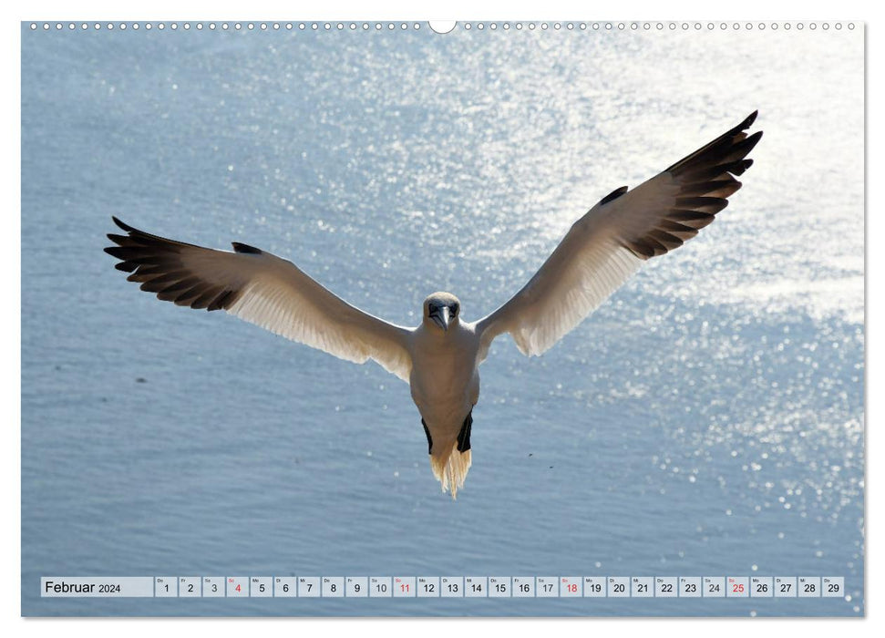 Schöne Basstölpel (CALVENDO Wandkalender 2024)