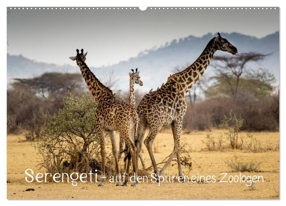 Serengeti - auf den Spuren eines Zoologen (CALVENDO Wandkalender 2024)