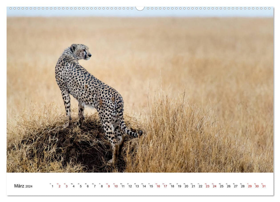 Serengeti - on the trail of a zoologist (CALVENDO wall calendar 2024) 