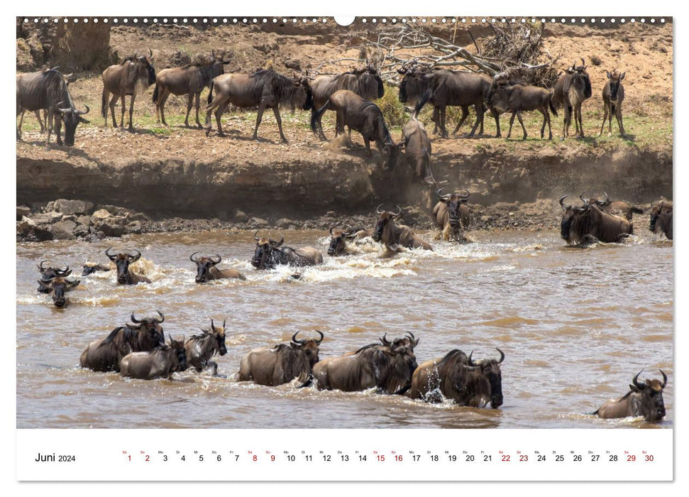 Serengeti - on the trail of a zoologist (CALVENDO wall calendar 2024) 