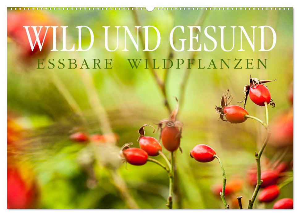 WILD AND HEALTHY Edible wild plants (CALVENDO wall calendar 2024) 