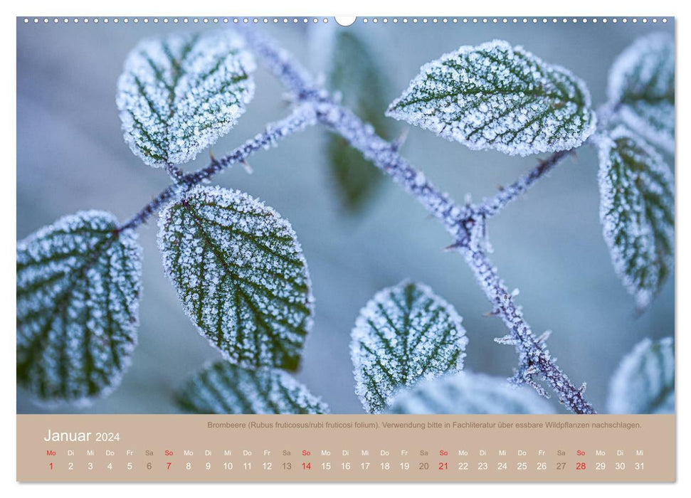 WILD AND HEALTHY Edible wild plants (CALVENDO wall calendar 2024) 