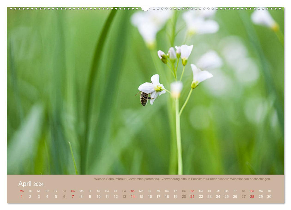 WILD AND HEALTHY Edible wild plants (CALVENDO wall calendar 2024) 