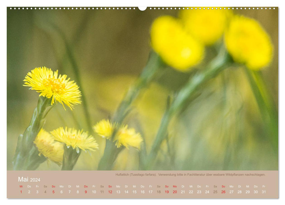 WILD UND GESUND Essbare Wildpflanzen (CALVENDO Wandkalender 2024)