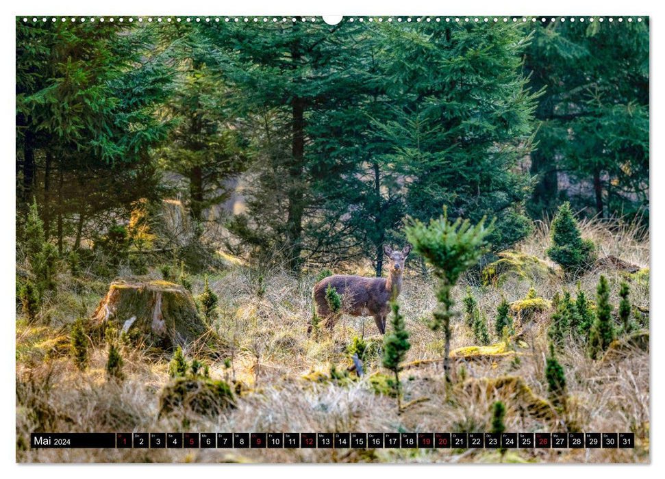 Arnsberg Forest (CALVENDO wall calendar 2024) 