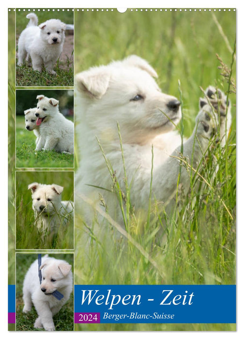 Welpen Zeit - Berger Blanc Suisse (CALVENDO Wandkalender 2024)