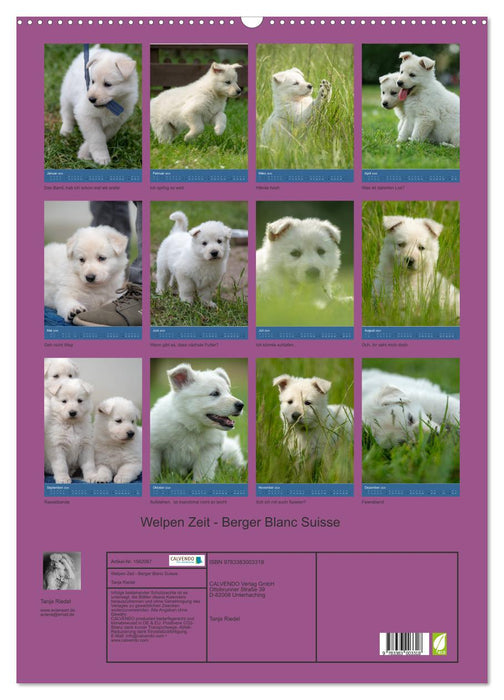 Welpen Zeit - Berger Blanc Suisse (CALVENDO Wandkalender 2024)