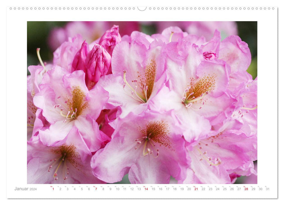 Azaleen und Rhododendren Blütenbilder (CALVENDO Premium Wandkalender 2024)