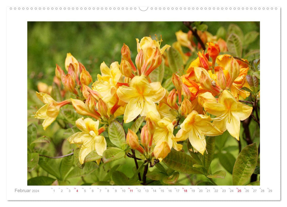 Azaleas and rhododendrons flower pictures (CALVENDO Premium Wall Calendar 2024) 