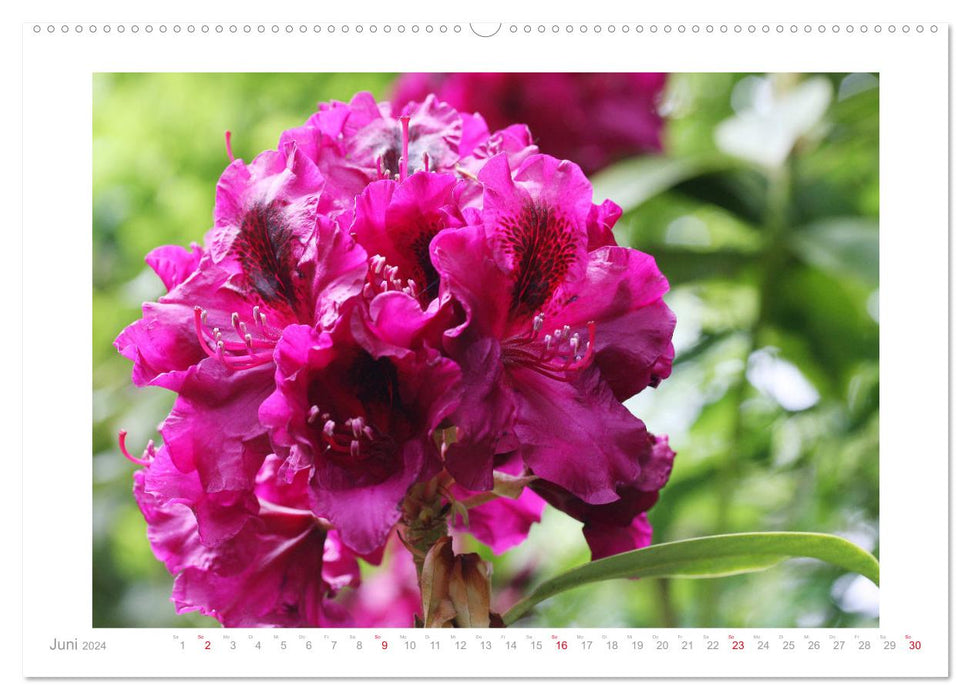 Azaleas and rhododendrons flower pictures (CALVENDO Premium Wall Calendar 2024) 