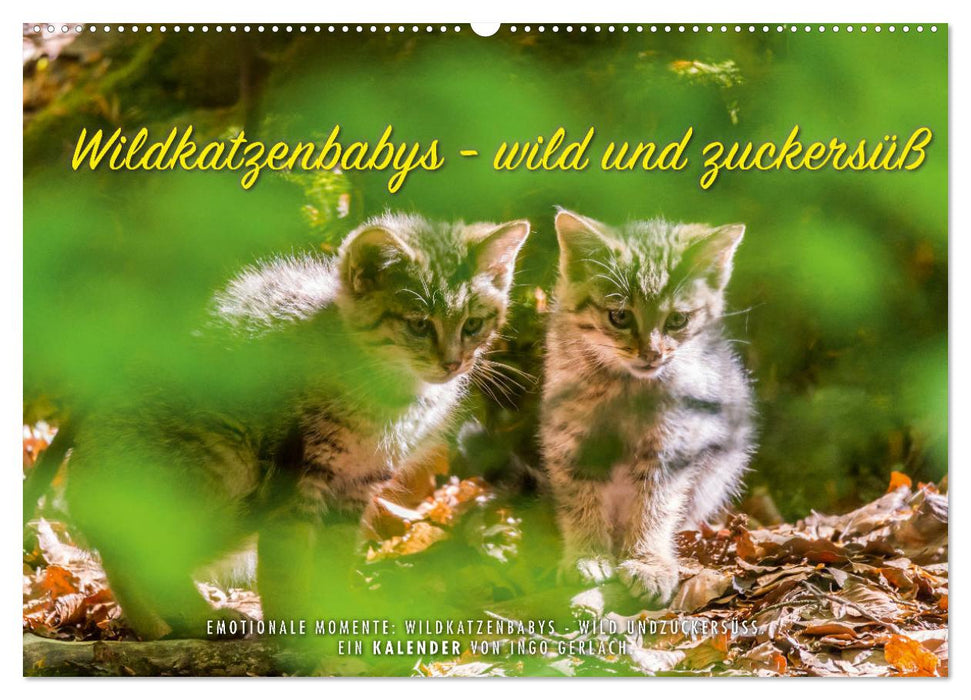 Wild cat babies - wild and sweet. (CALVENDO wall calendar 2024) 