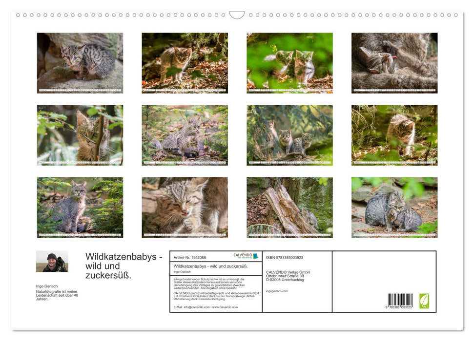 Wild cat babies - wild and sweet. (CALVENDO wall calendar 2024) 