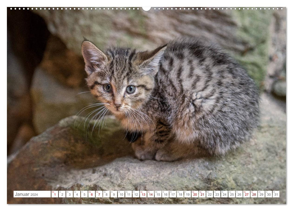 Wildkatzenbabys - wild und zuckersüß. (CALVENDO Wandkalender 2024)
