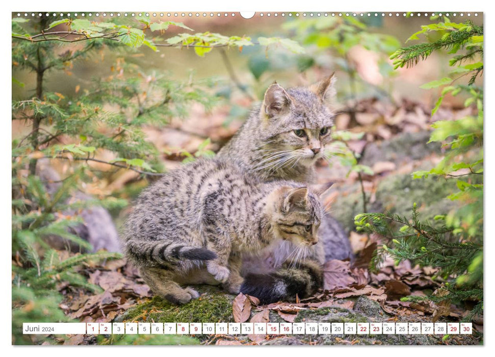 Wild cat babies - wild and sweet. (CALVENDO wall calendar 2024) 