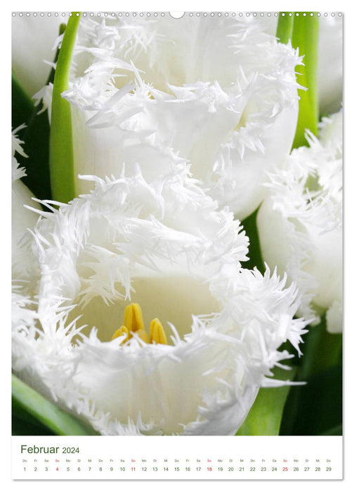 Bright white flower pictures (CALVENDO Premium Wall Calendar 2024) 
