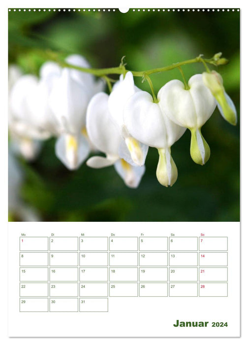 Weiße Blüten im Grünen (CALVENDO Wandkalender 2024)