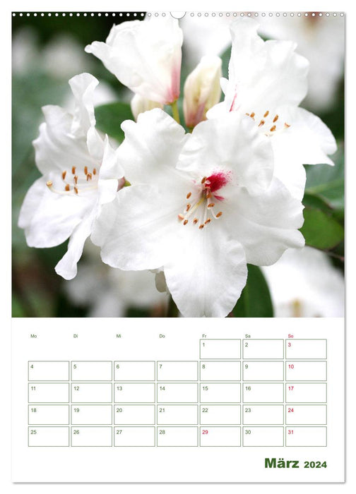 Weiße Blüten im Grünen (CALVENDO Wandkalender 2024)